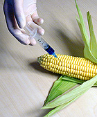 Génmódosított kukorica